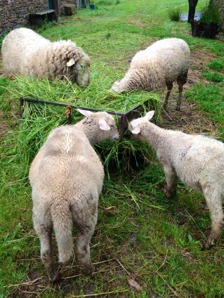 1000428_10152984813250122_1954867273_n