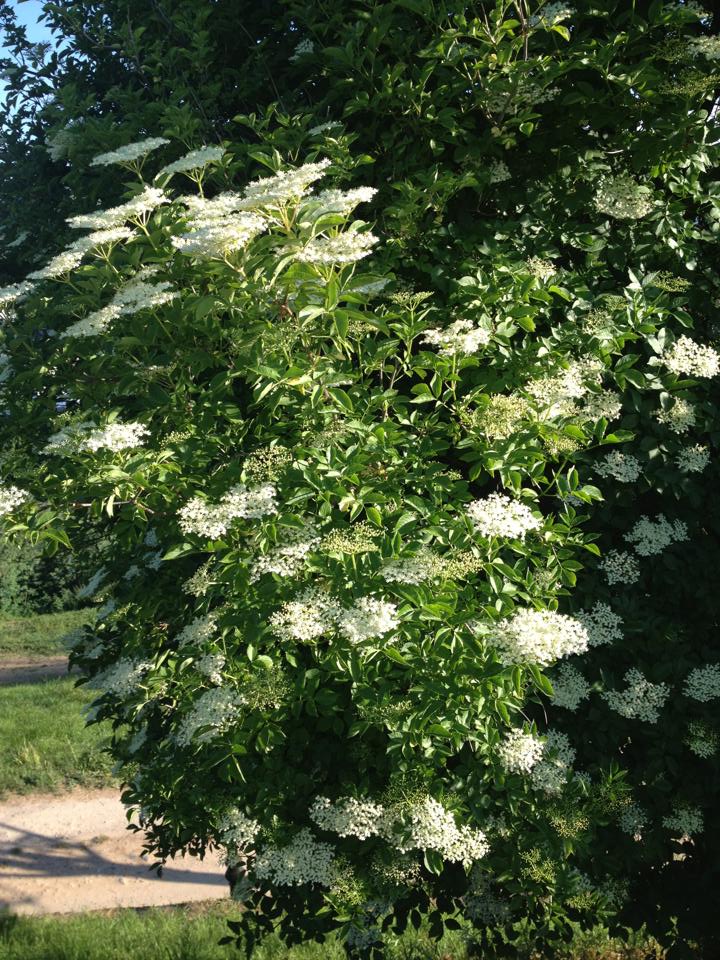 292598_10152965074075122_1353036729_n