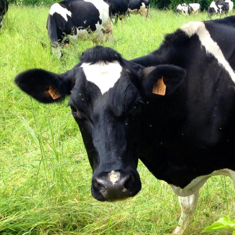 8769_10152971517895122_1683488000_n