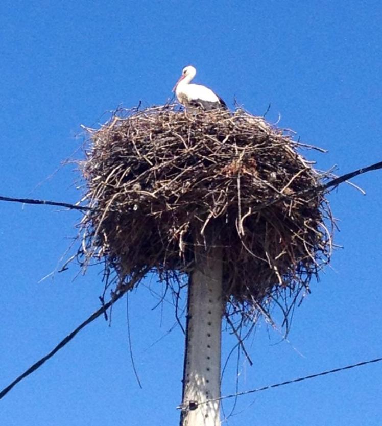 941480_10152961598695122_562493456_n