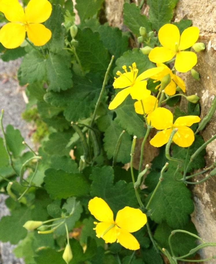 945342_10152965070305122_2093989709_n