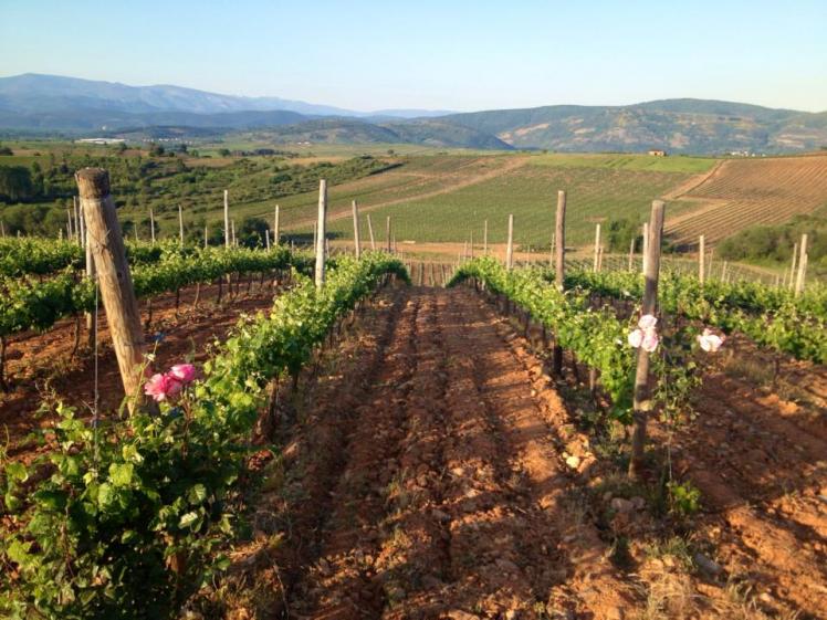 945701_10152965081555122_1755385704_n