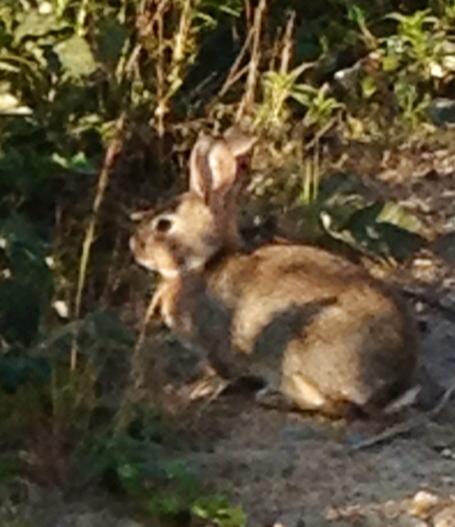 945959_10152965077725122_153178833_n