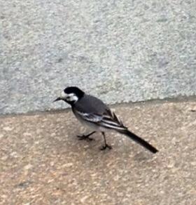 970856_10152989339815122_1310410853_n