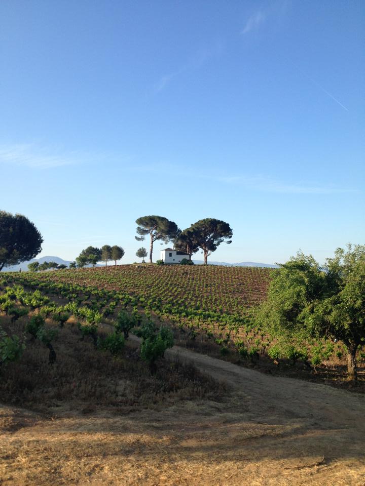 971250_10152965078190122_1093703659_n