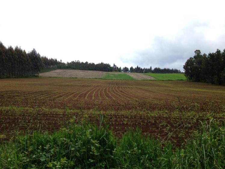 971982_10152981881775122_231056138_n