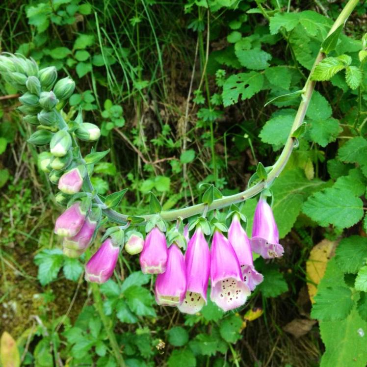 972056_10152971518280122_329829619_n